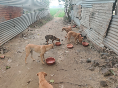THE COMMUNITY DOGS OF CENTRUM PARK