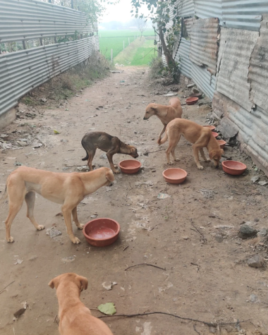 THE COMMUNITY DOGS OF CENTRUM PARK