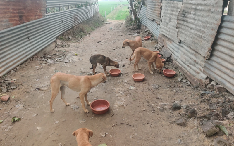 THE COMMUNITY DOGS OF CENTRUM PARK