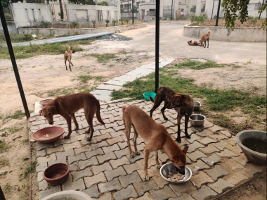 THE PARIAH DOGS OF INDIA