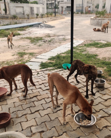 THE PARIAH DOGS OF INDIA