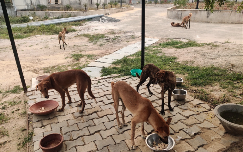 THE PARIAH DOGS OF INDIA